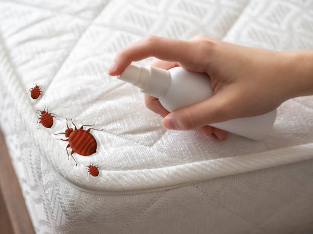 Professional Pest Control in Mckinney, TX